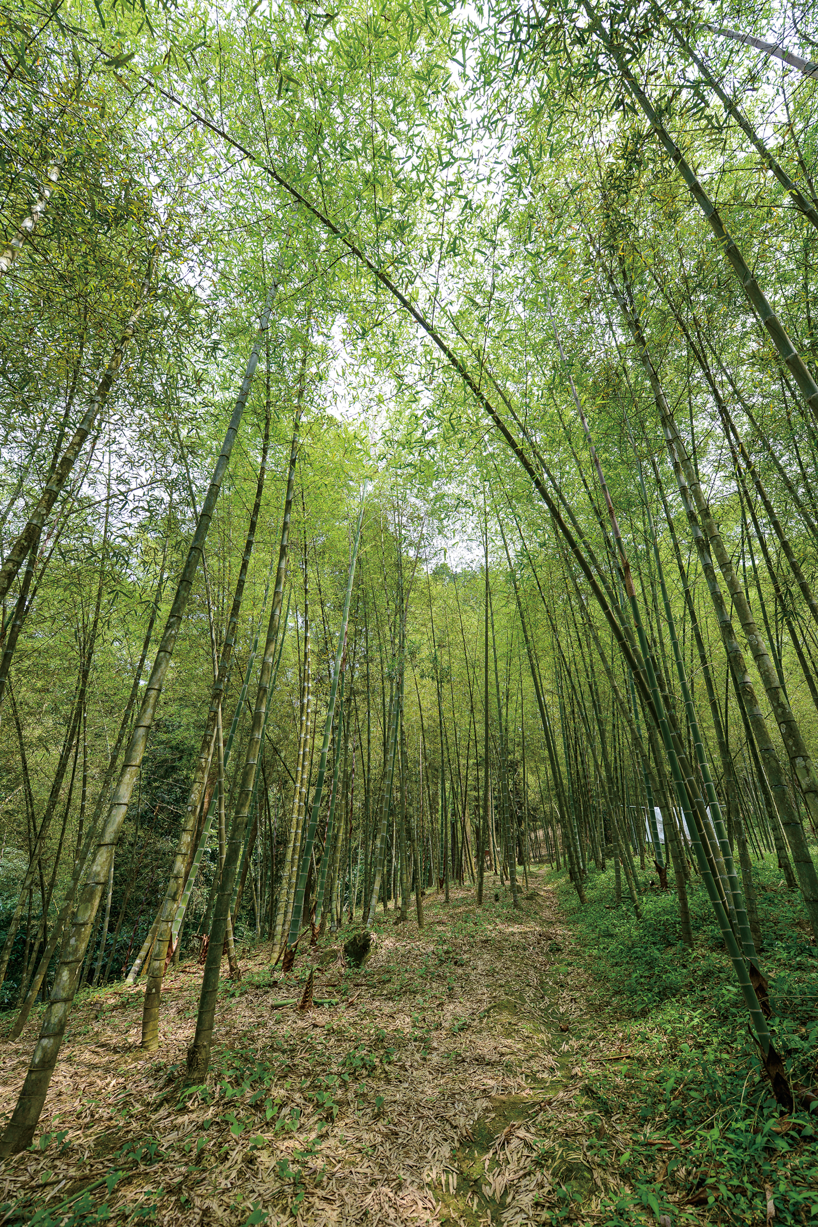 經過眾人的努力，山林裡閃耀的綠竹化身為黑鑽，為竹產業帶來希望之光。