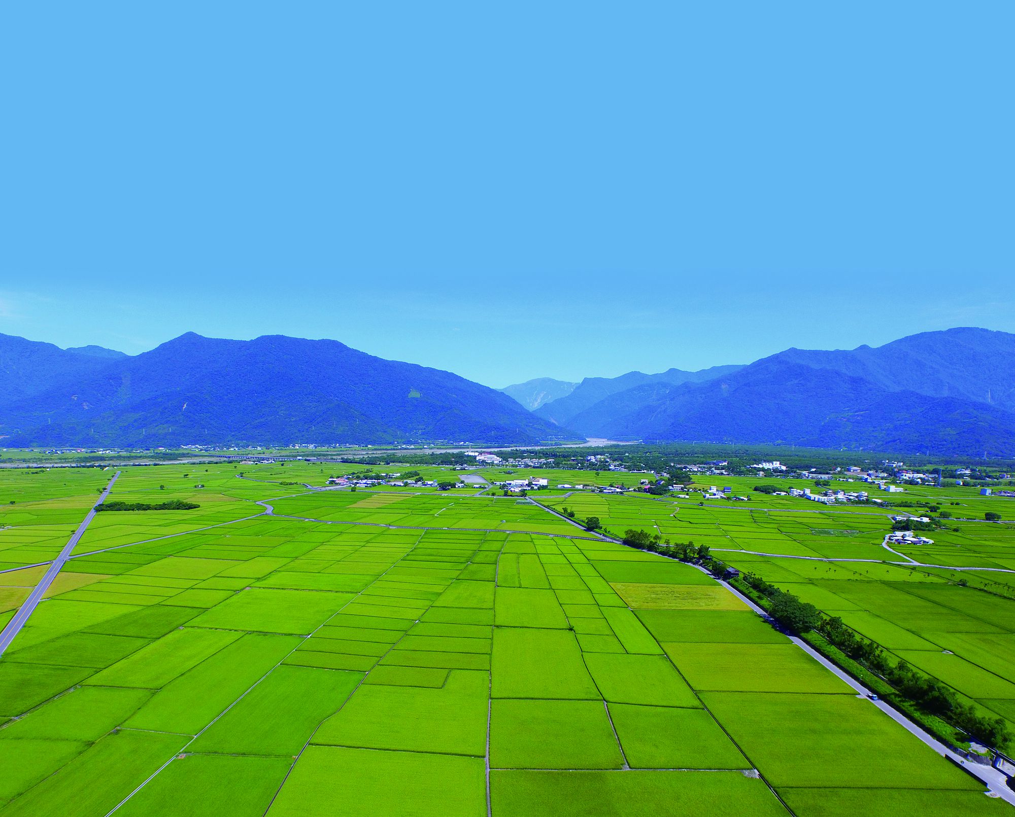 (林格立攝) (林格立攝)