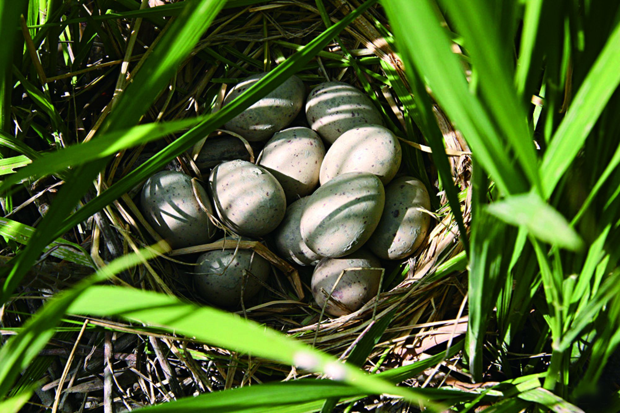 有機田裡,蟲鳴鳥叫,還有紅冠水雞來築巢。(賴兆炫提供) 有機田裡,蟲鳴鳥叫,還有紅冠水雞來築巢。(賴兆炫提供)