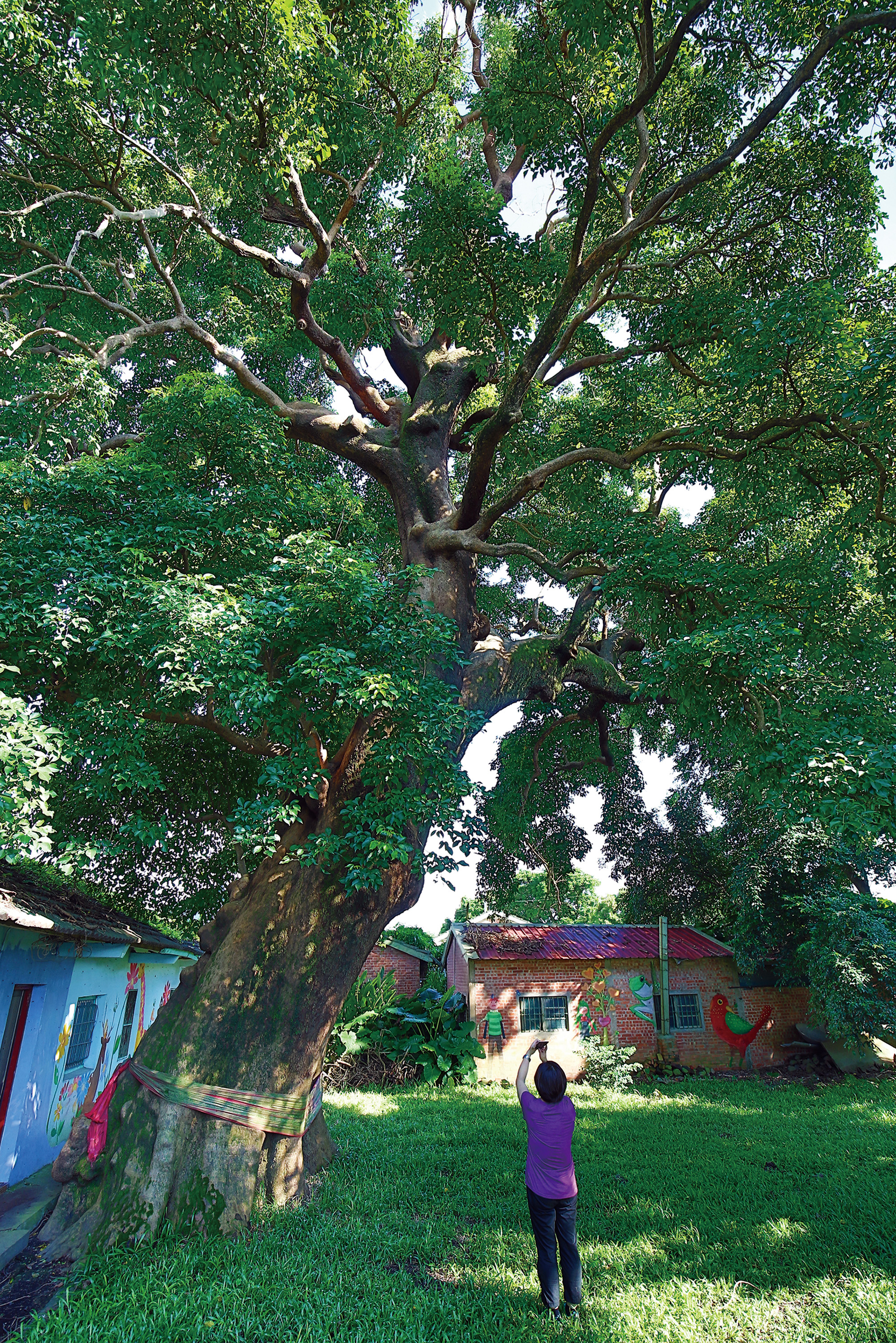 大林鎮上有一棵逾五百年的茄苳樹，枝幹茂盛，綠意盎然。