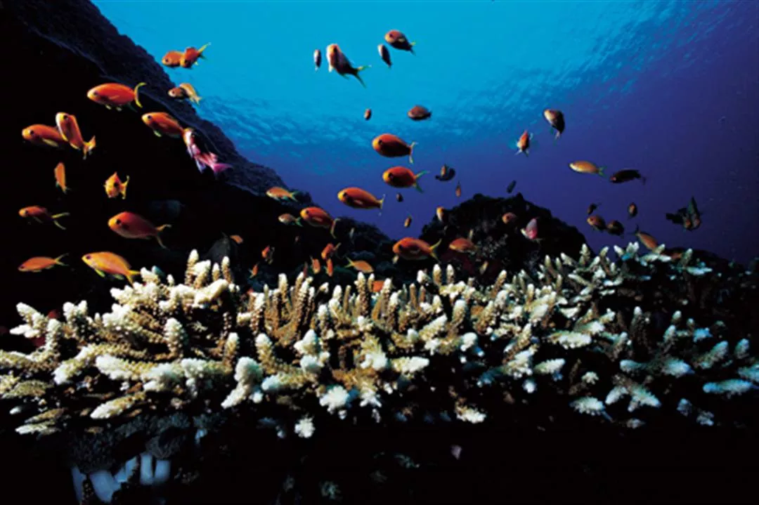 Beauty and Sorrow: Taiwan's Coral Looks to an Uncertain Future