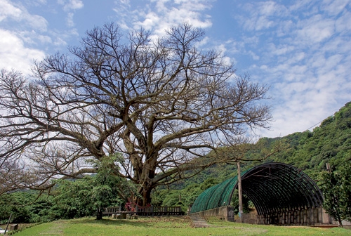 Calling All Tree Doctors! Combating the Brown Root Rot Menace 