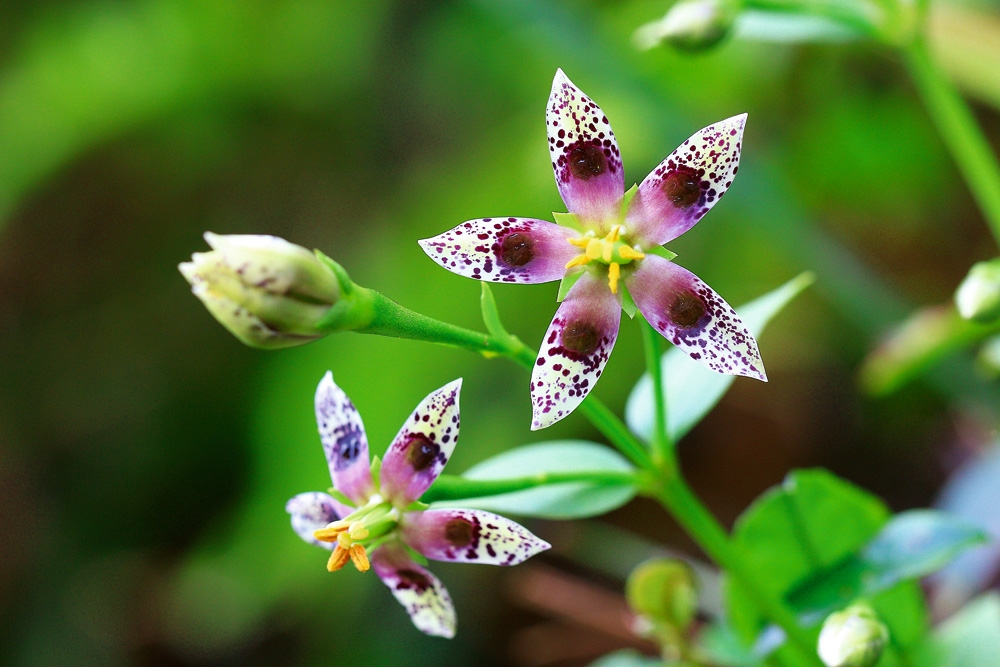 野の花 四季の野の花図鑑