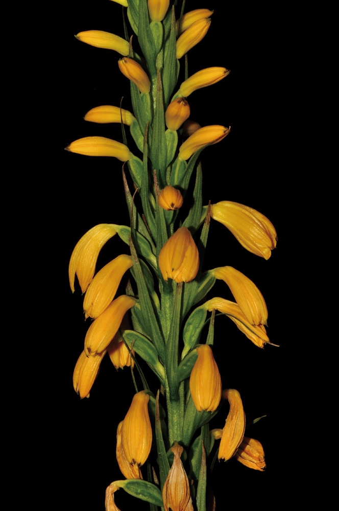 サボテンの🌵野生化は日本海側でほとんど観測されておらず、太平洋側では特定外来種として一部の地域で猛威を奮っています。  佐渡では一部野生化していて、温暖化の影響からか年々増えています。 メキシコ🇲🇽系の女の子に、写真を見ていただいたら、ウチワサボテン属で ..., image size:1080x1627