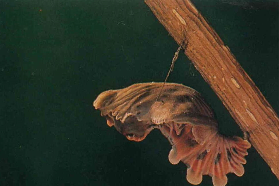 Lepidopteran Life Cycles - Taiwan Panorama