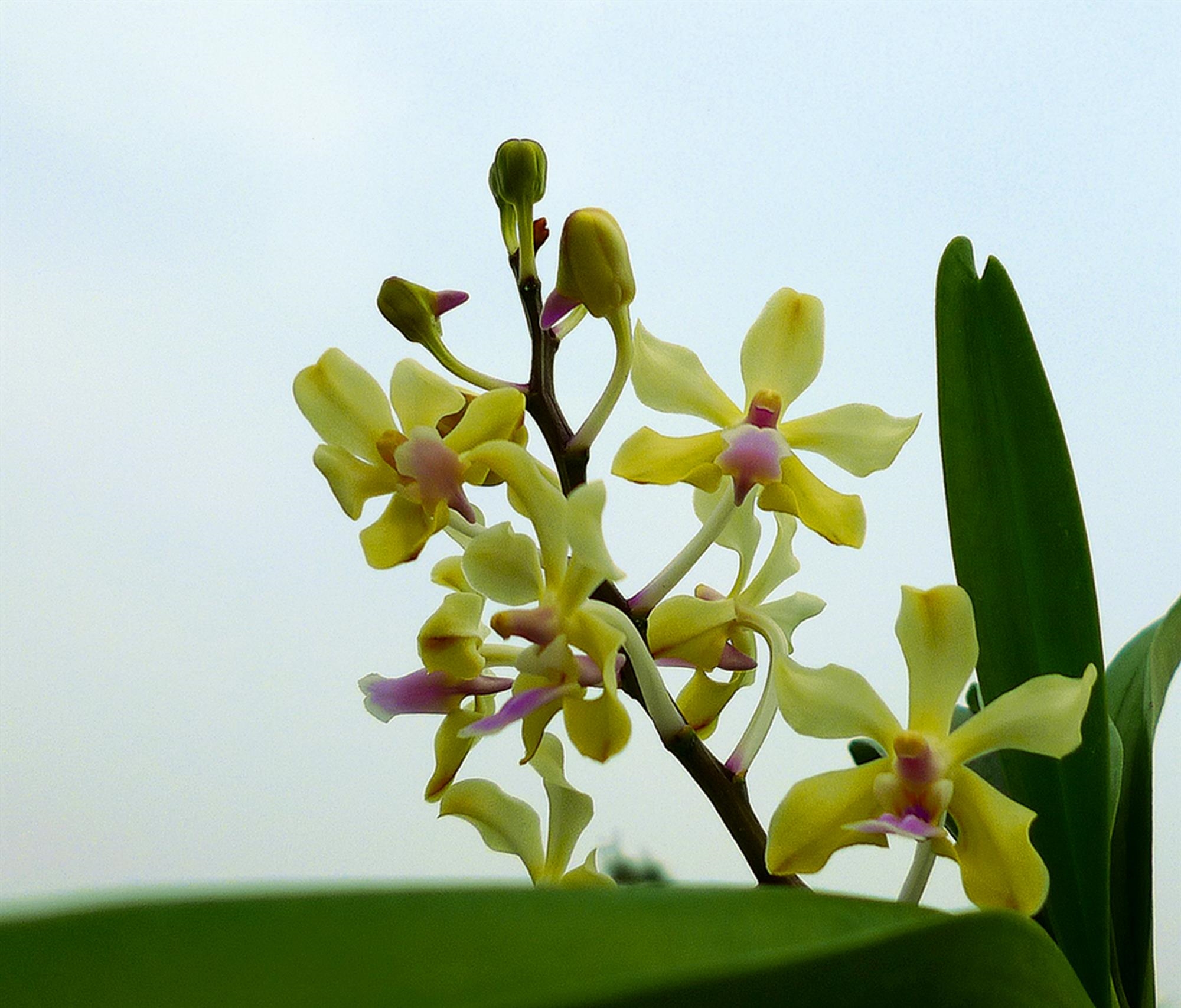 Den. cinnabarinum L 原種洋蘭 野生ラン Den. cinnabarinum 原種洋蘭 野生ラン 豊富な，新作 Dendrobium