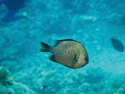 要注意！海の美しく危険な生物, image size:1080x808