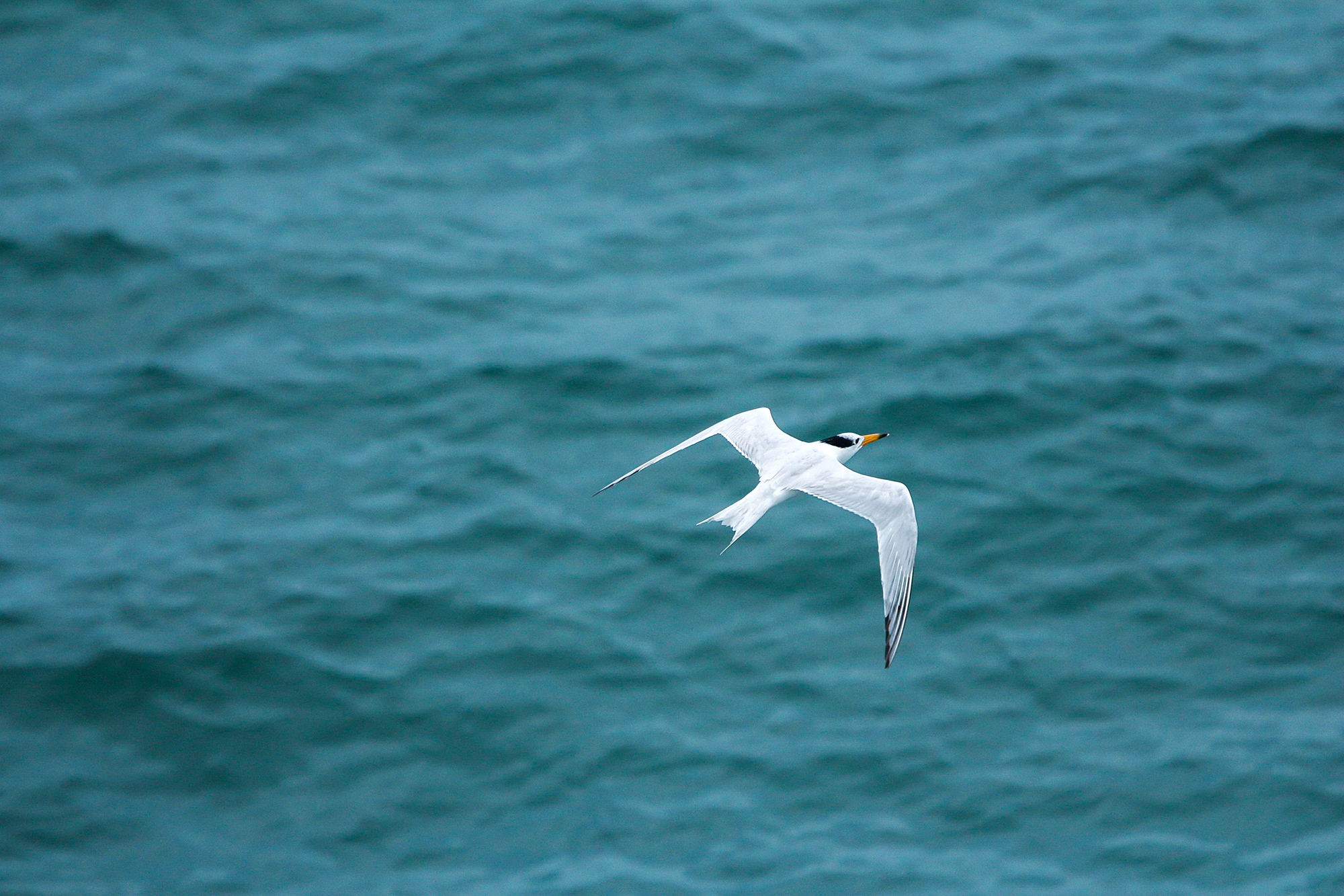 ���u�e�v�d�@������ 