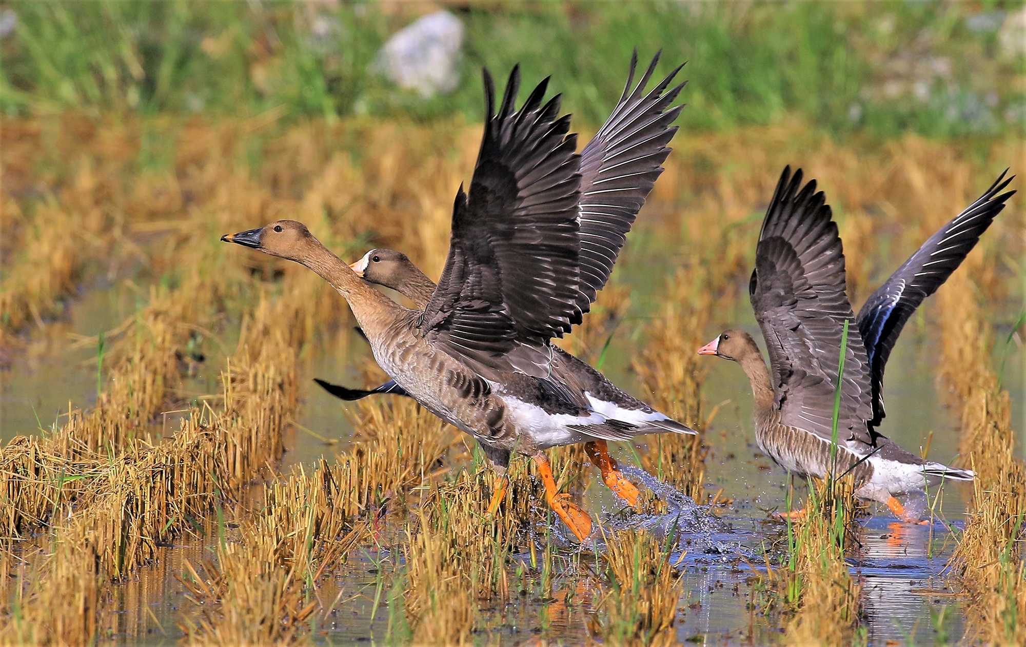 �m���ءn��v�x��    