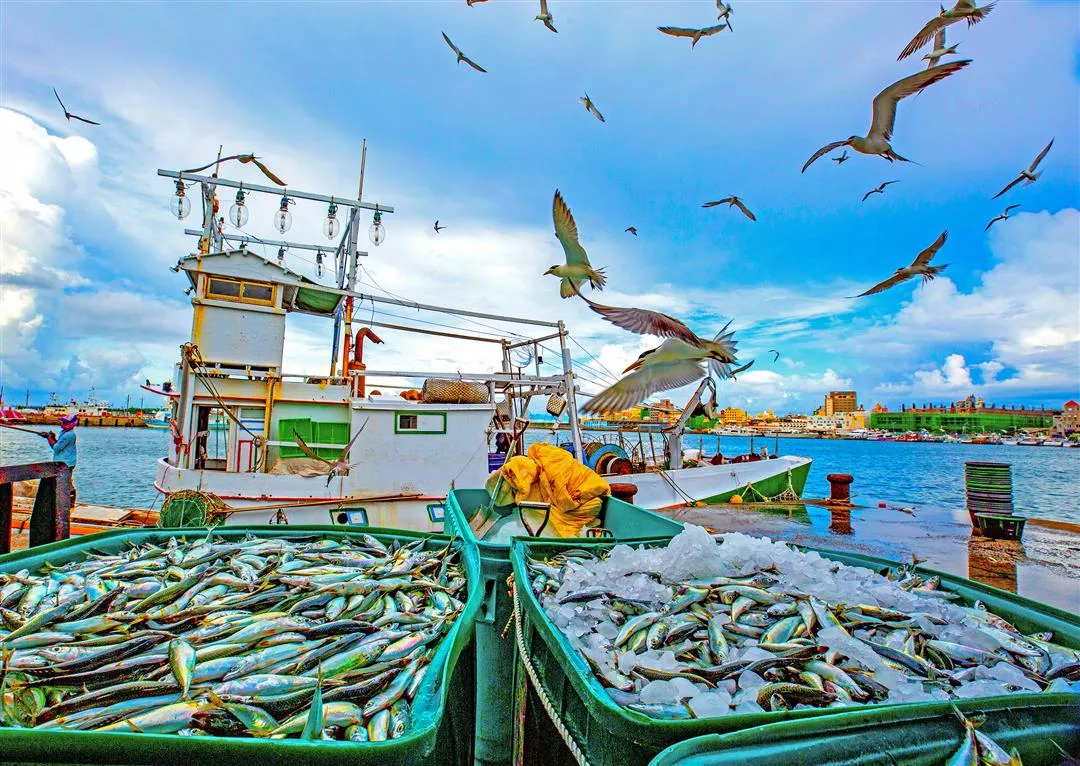 Readers' Photos The Fresh Taste of the Sea: Taiwan's Fisheries Industry -  Taiwan Panorama