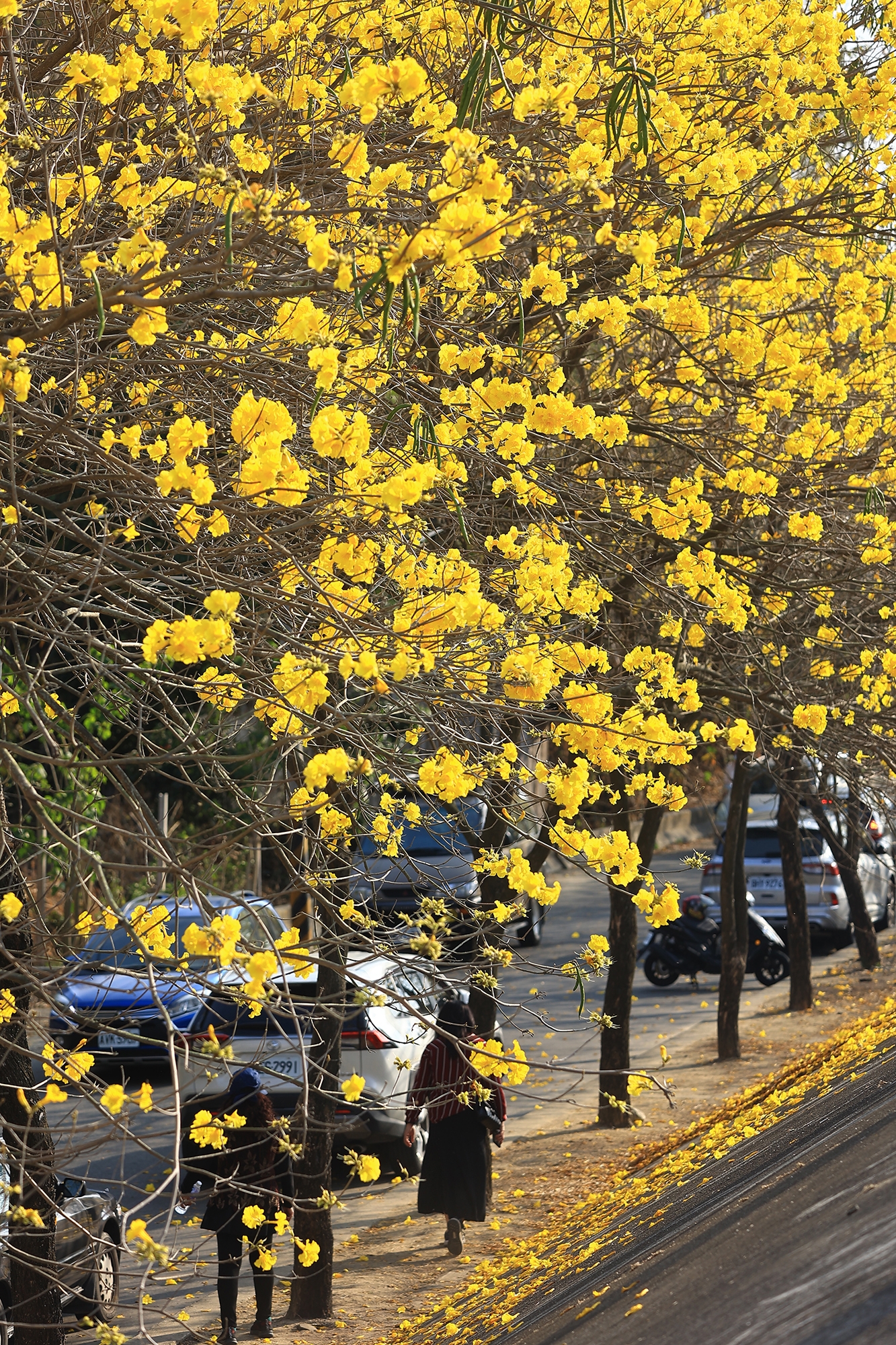 樹木はこの島の語り部 人と木々との関係 - Taiwan Panorama, image size:1080x1620