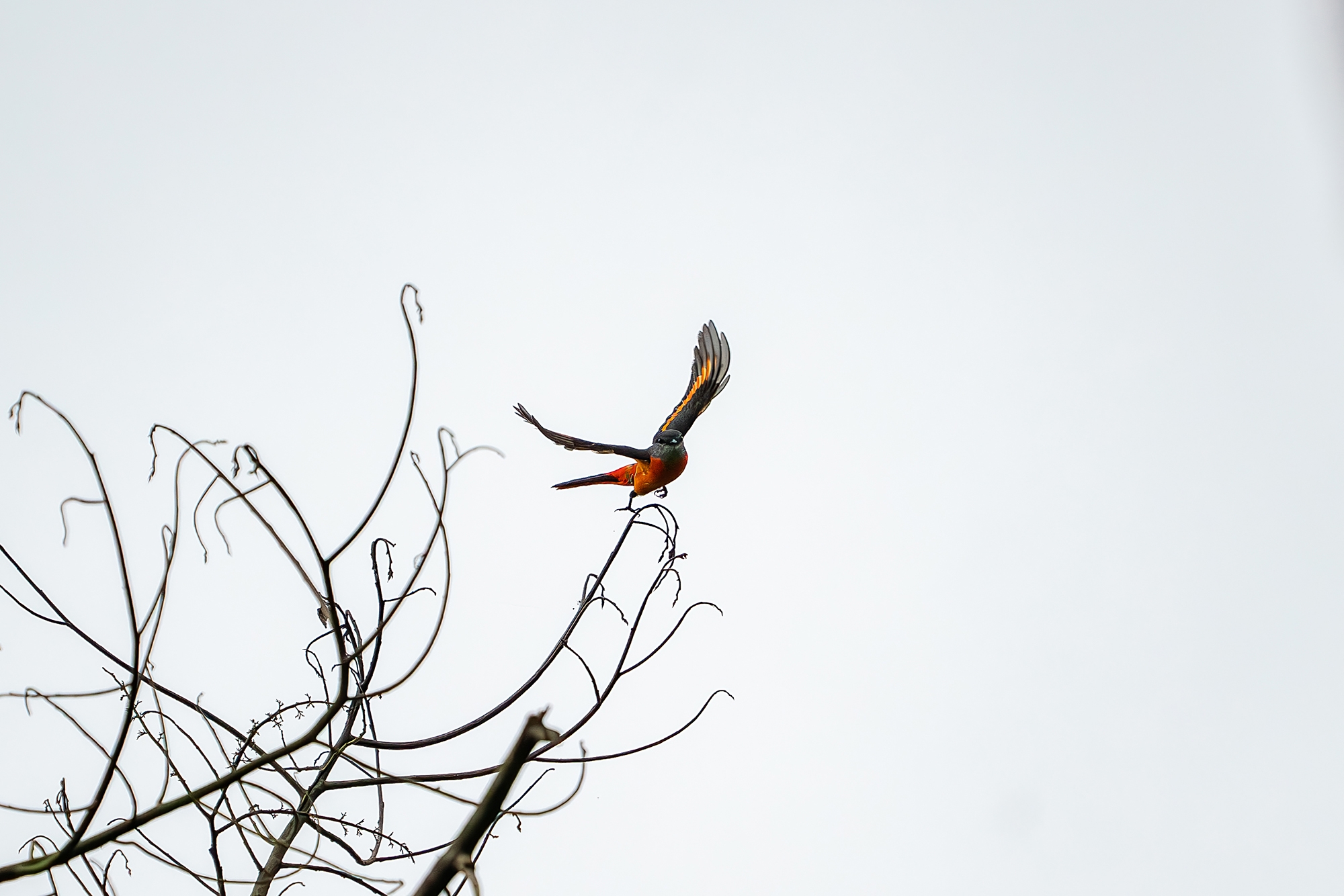 �Ȭw�೾����    