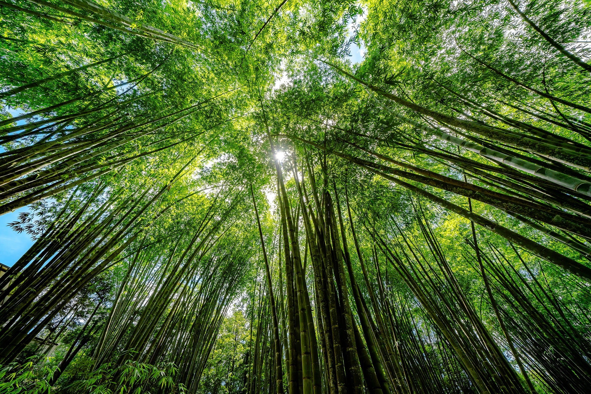 台湾？／[載雲峰・叢竹図]／中国字画 ortofon MC20 MCカートリッジ 針折れ