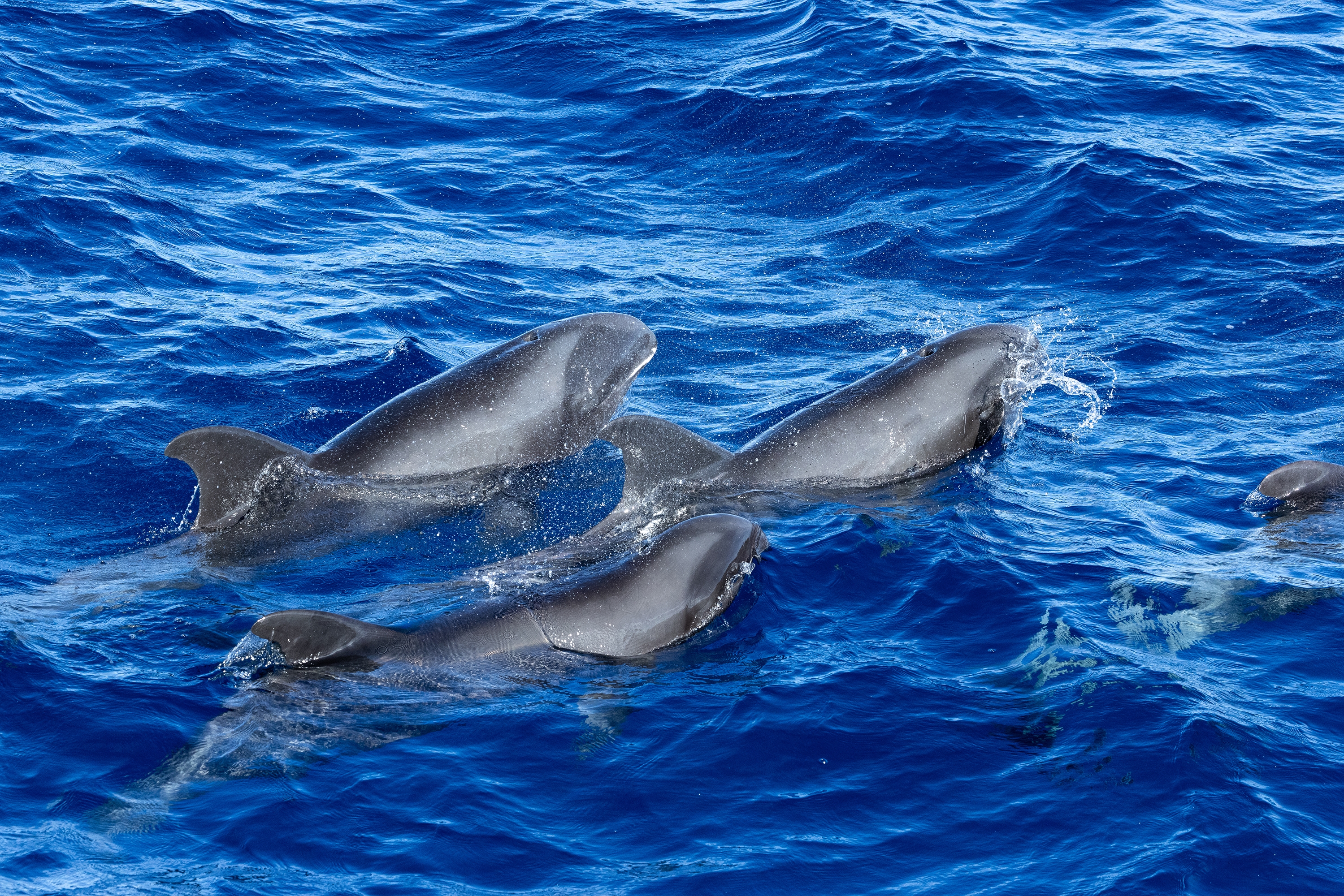 ���v�x�W�s�a�СG�o�{�ӥ��v�٭��H