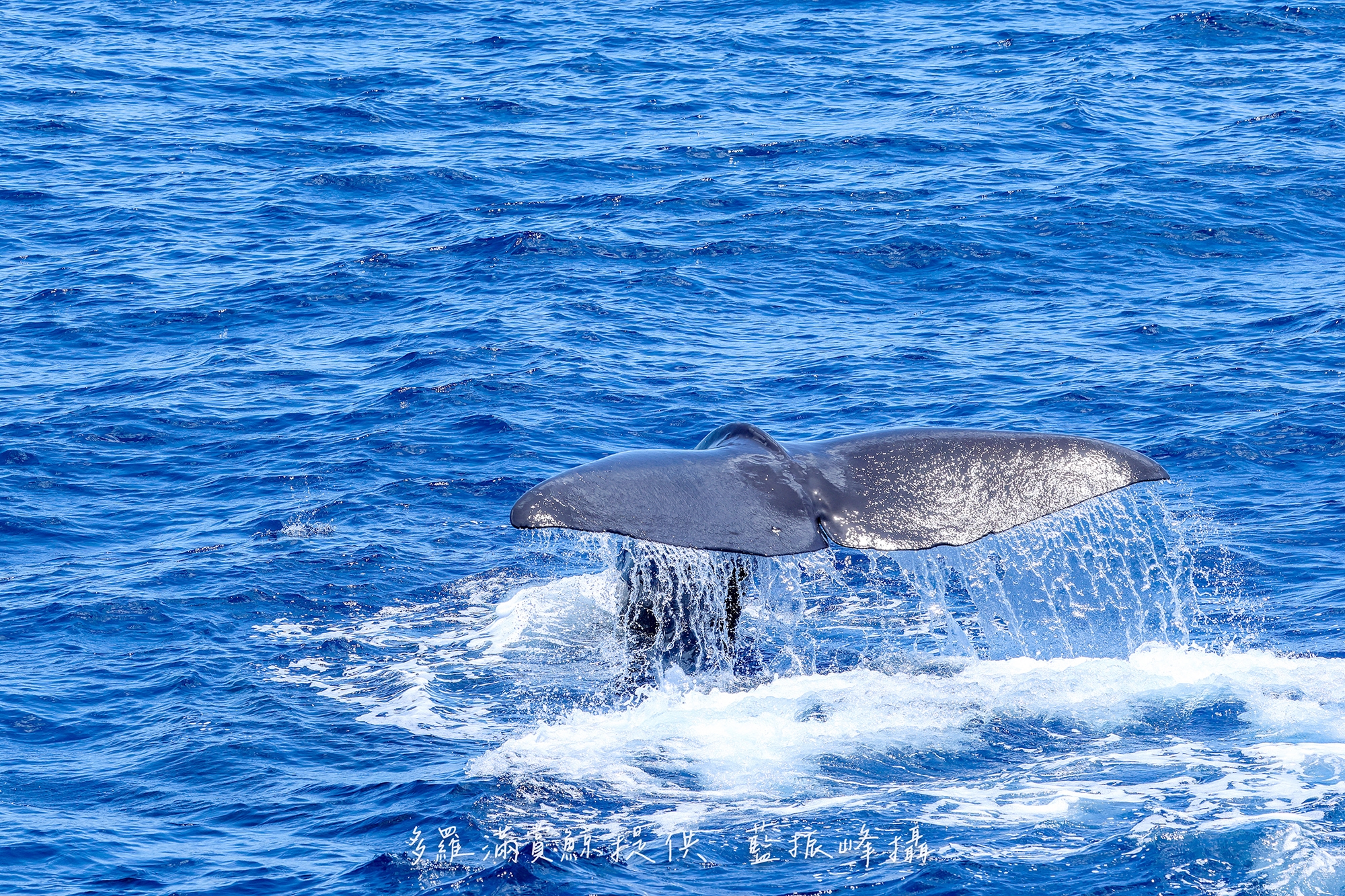 �M����١A�J���H��    