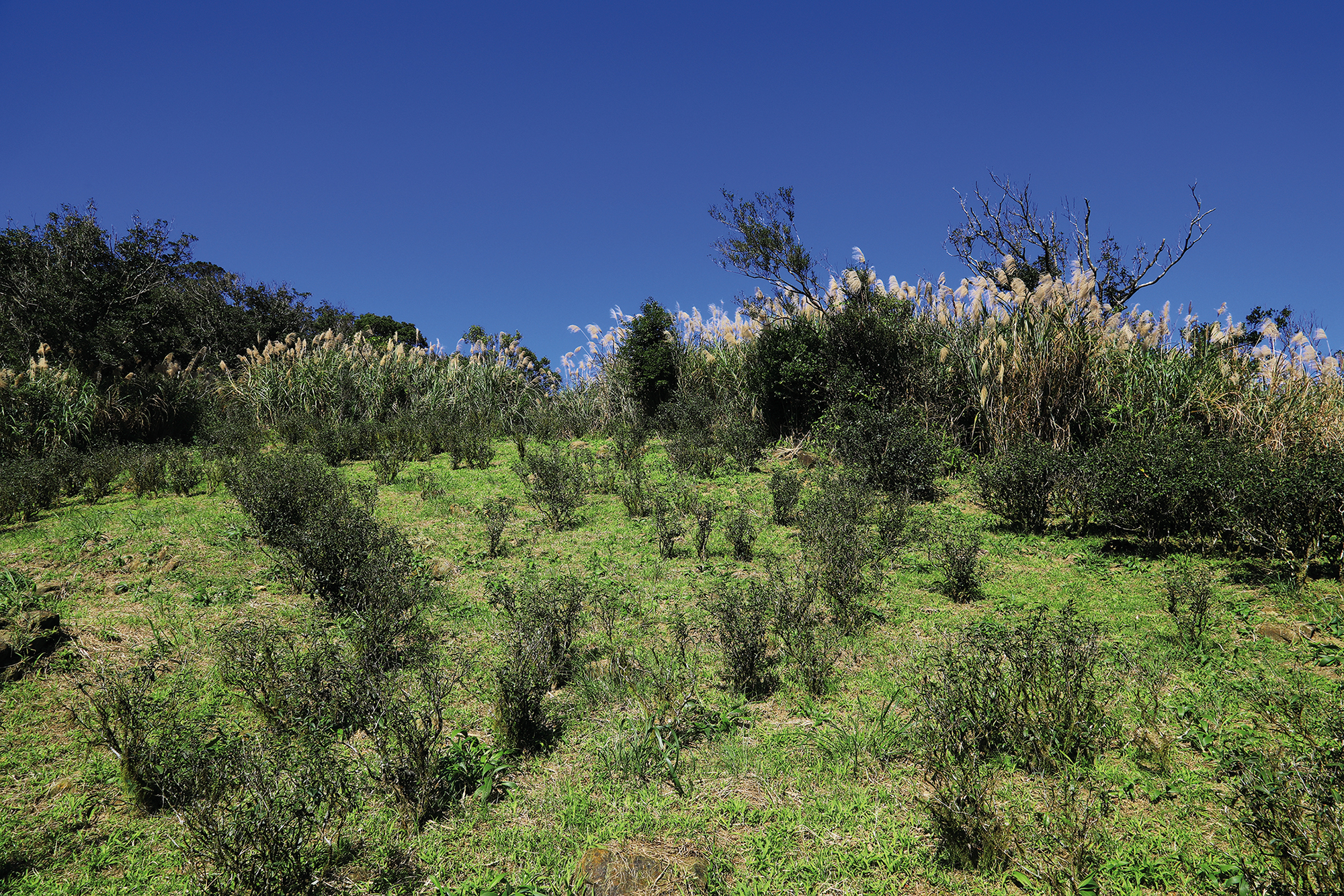 土地的滋味 茶山保育，生態永續