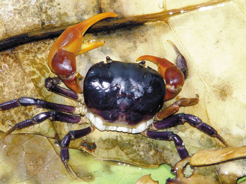 迢迢繁殖路──讓路給陸蟹媽媽