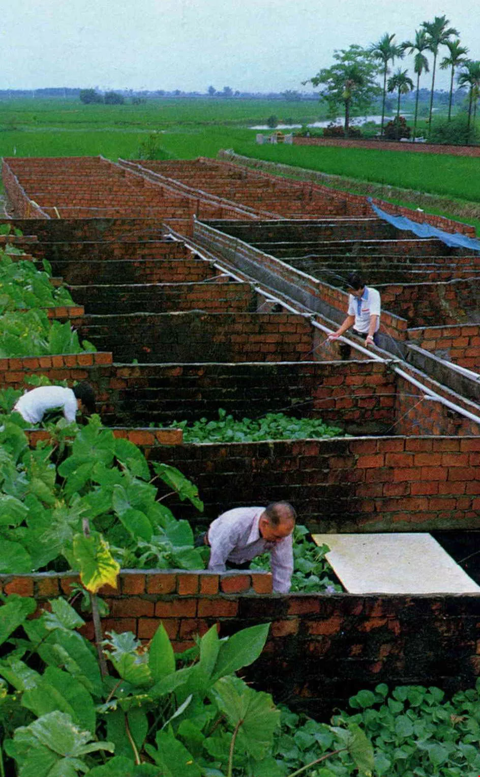 呱 呱 呱 呱養牛蛙吃牛蛙 台灣光華雜誌