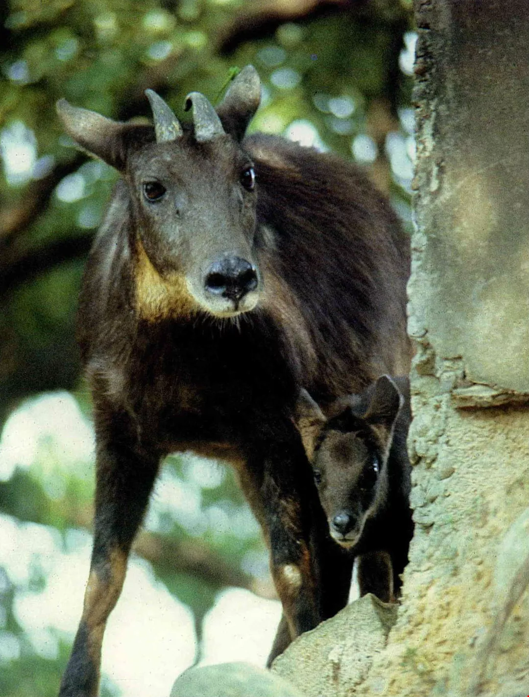 長鬃山羊 台灣光華雜誌