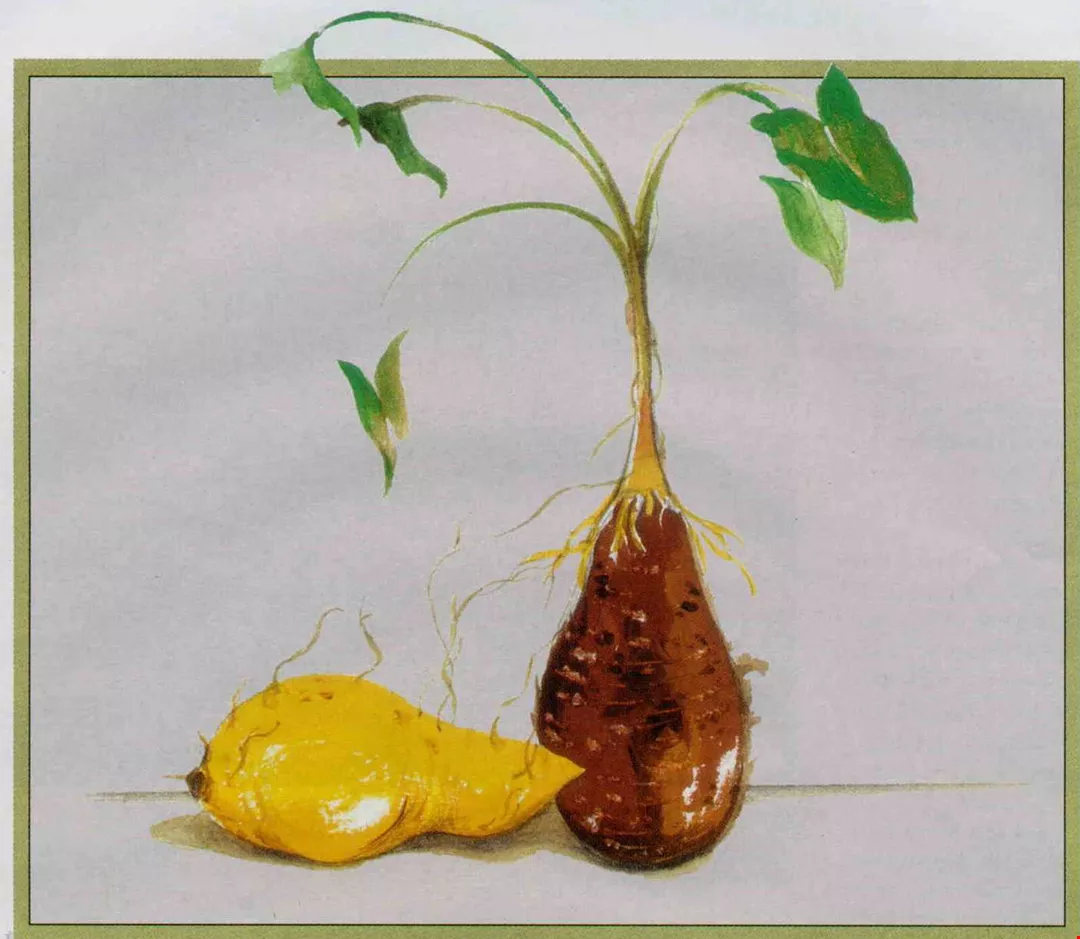 蕃薯 芋仔 配 台灣光華雜誌