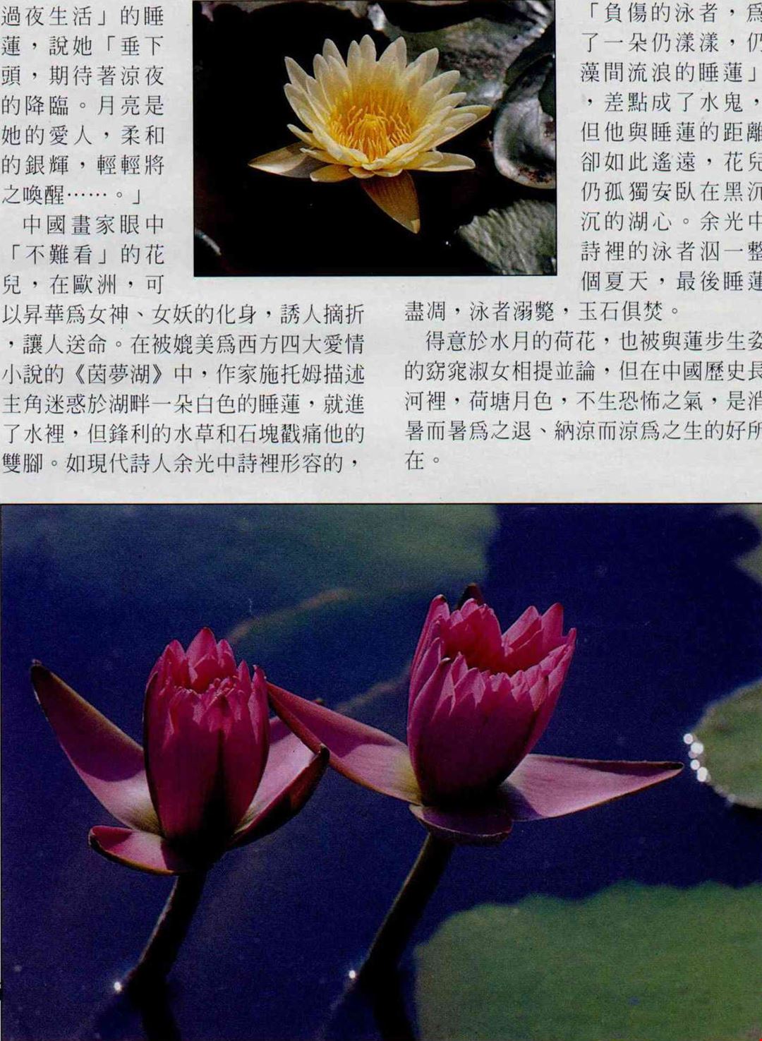 荷花與睡蓮 人心正畏暑 水面獨搖風 台灣光華雜誌