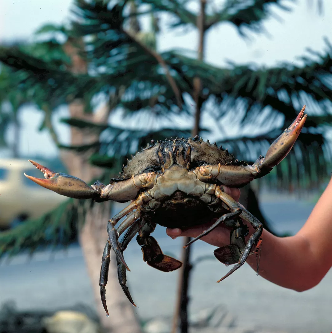 crab king on tobacco road Rock'n West Tampa Devil Crab (4