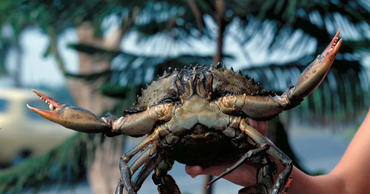 Crab King