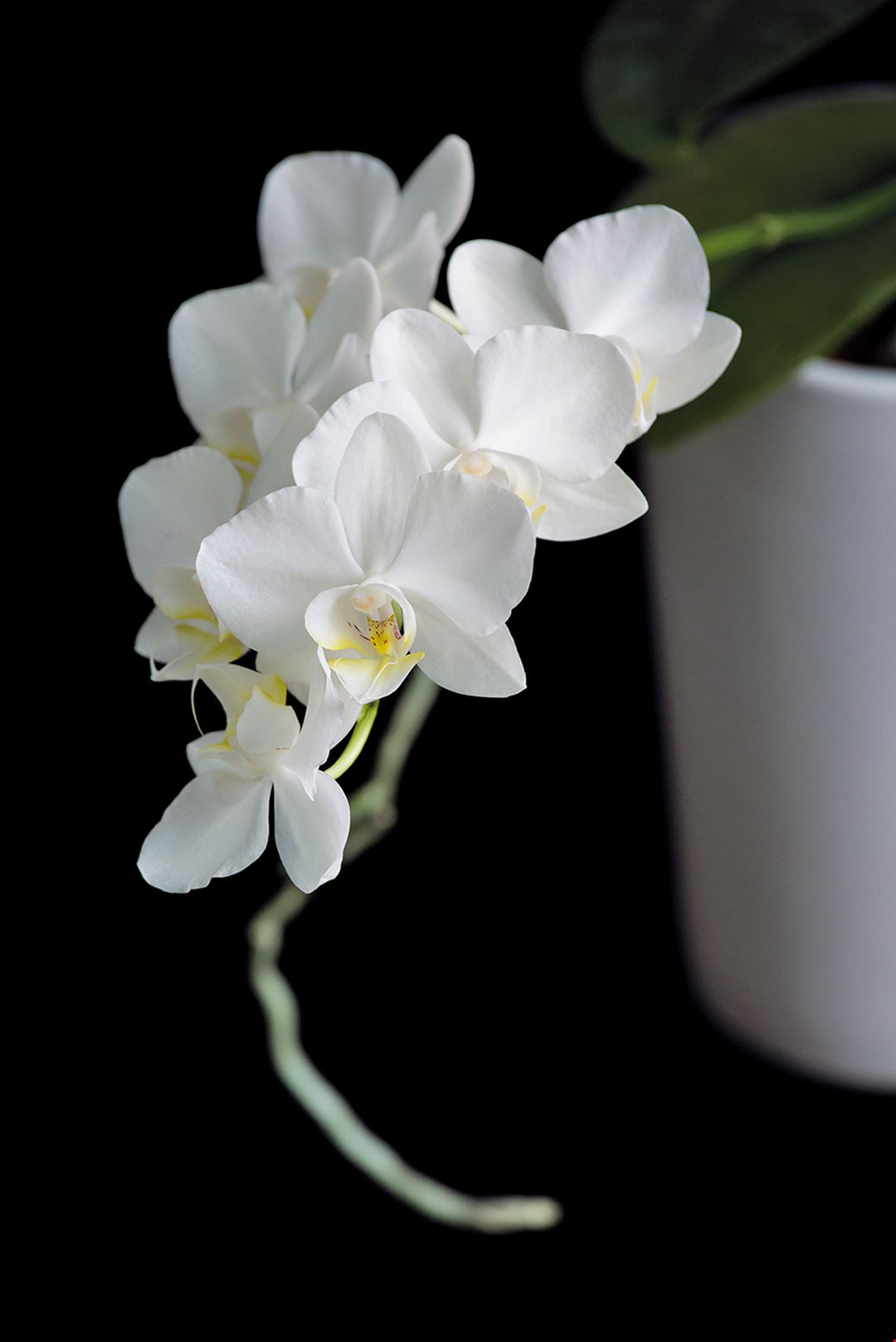 蝴蝶蘭的前世今生 台灣阿嬤幸福展心機 台灣光華雜誌