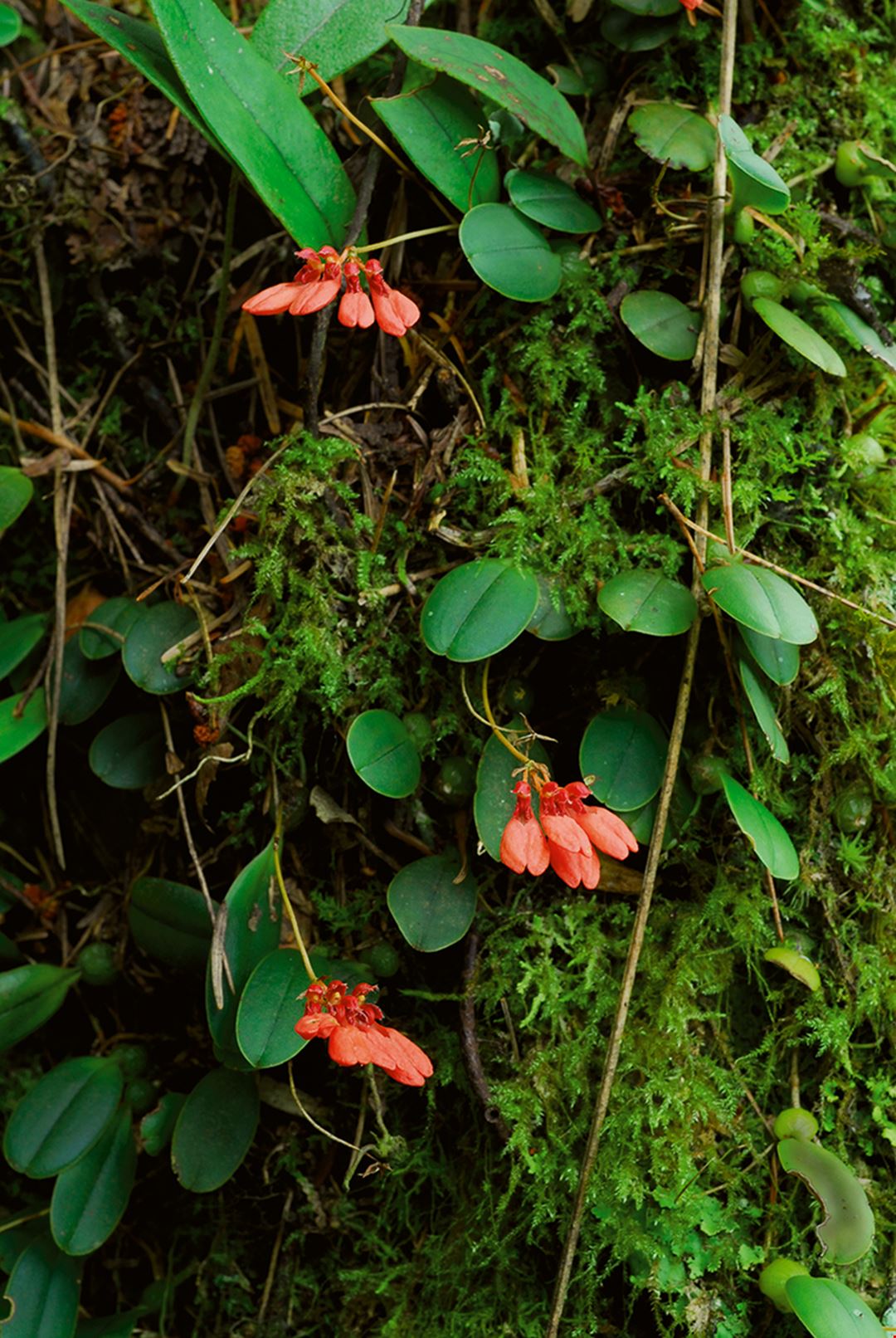 難尋難覓 台灣野生蘭 台灣光華雜誌