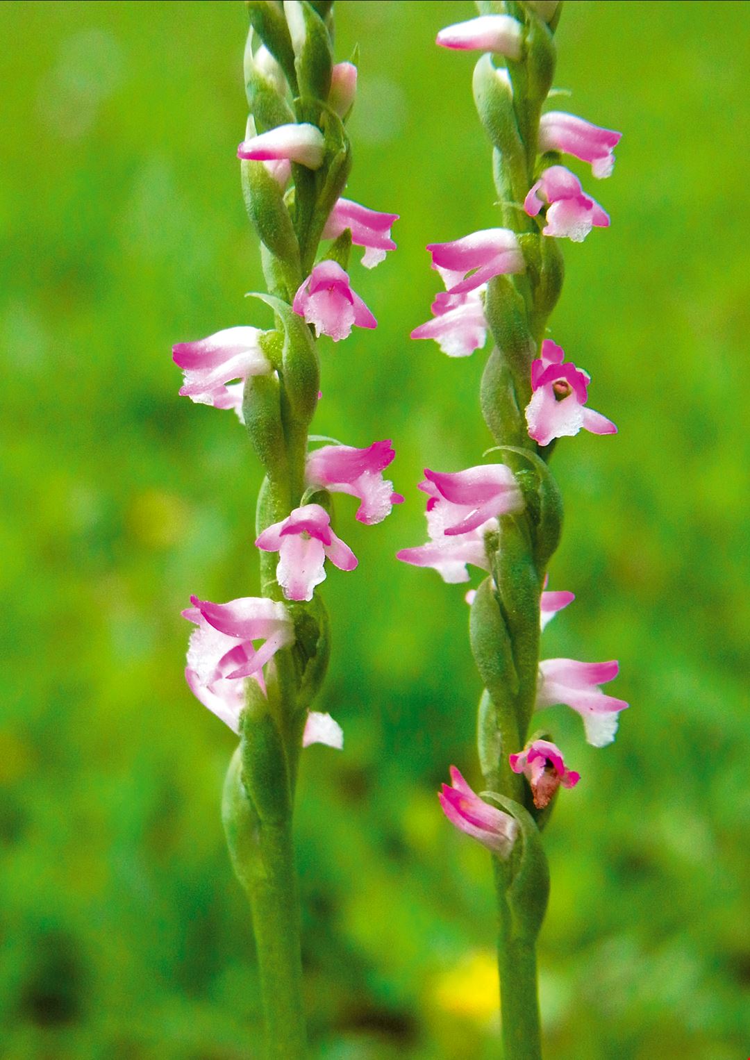 難尋難覓 台灣野生蘭 台灣光華雜誌