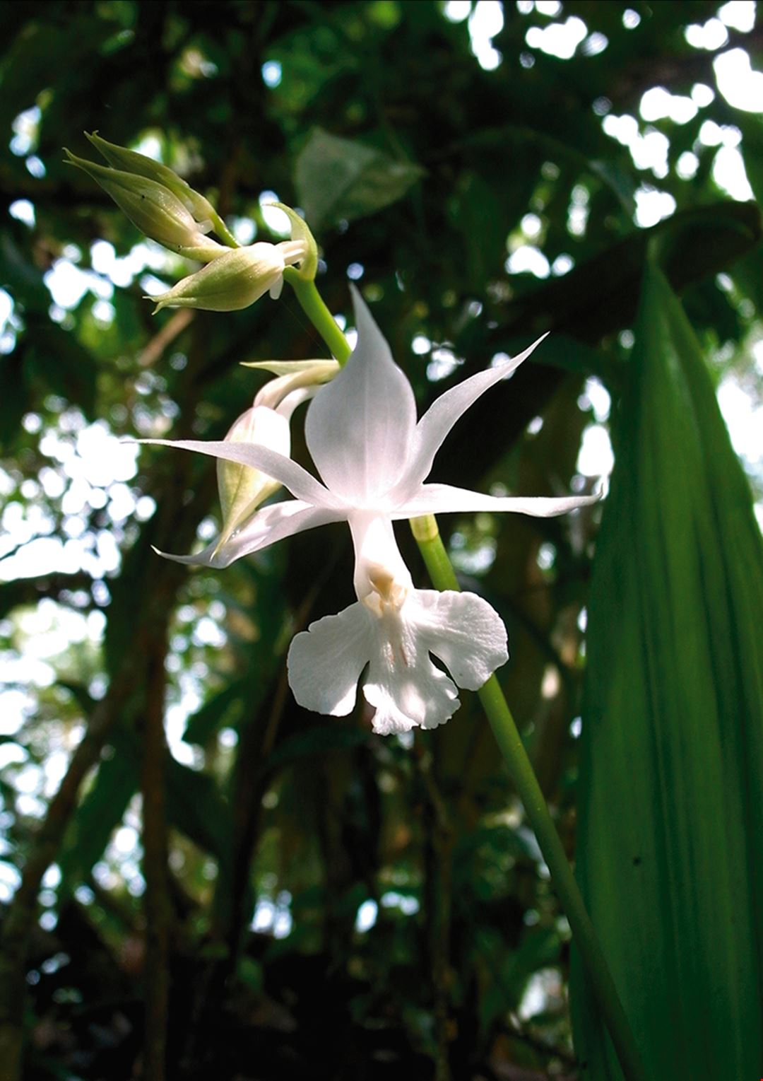 難尋難覓 台灣野生蘭 台灣光華雜誌