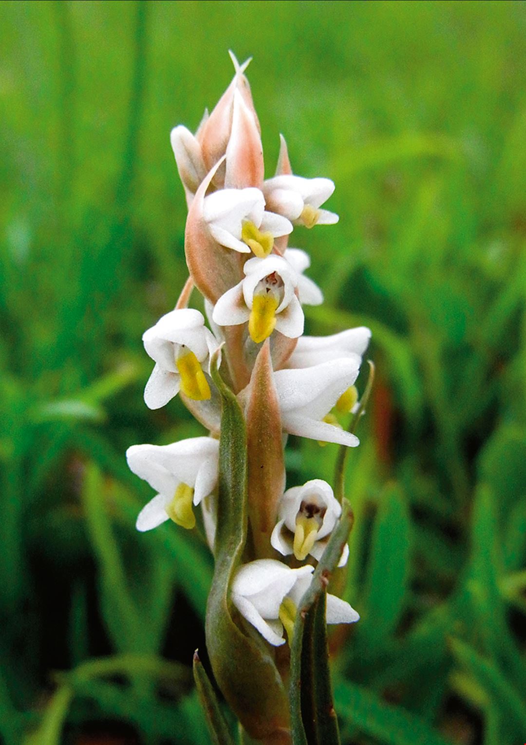 難尋難覓 台灣野生蘭 台灣光華雜誌