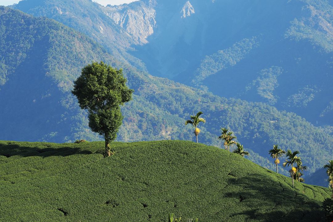 Pelestarian Perkebunan Teh Gunung Demi Kesinambungan Ekologi Taiwan Panorama