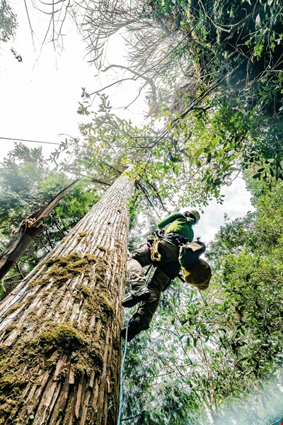 森林裡的測量課   