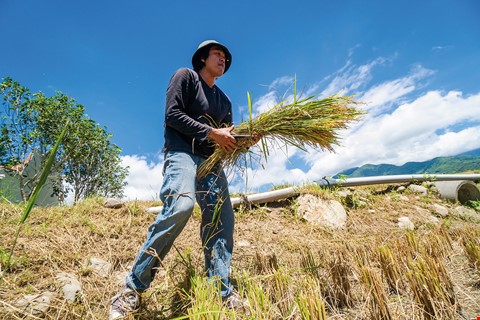 原本是逃離家鄉的農村子弟魏瑞廷，返家後用科技等專業，將自家稻米行銷國際。(林旻萱攝)