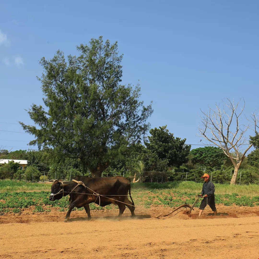 犂を引く牛 Taiwan Panorama