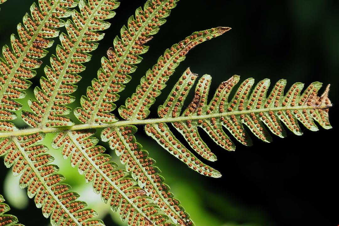 シダ天国 台湾 古生物を載せたノアの箱舟 Taiwan Panorama