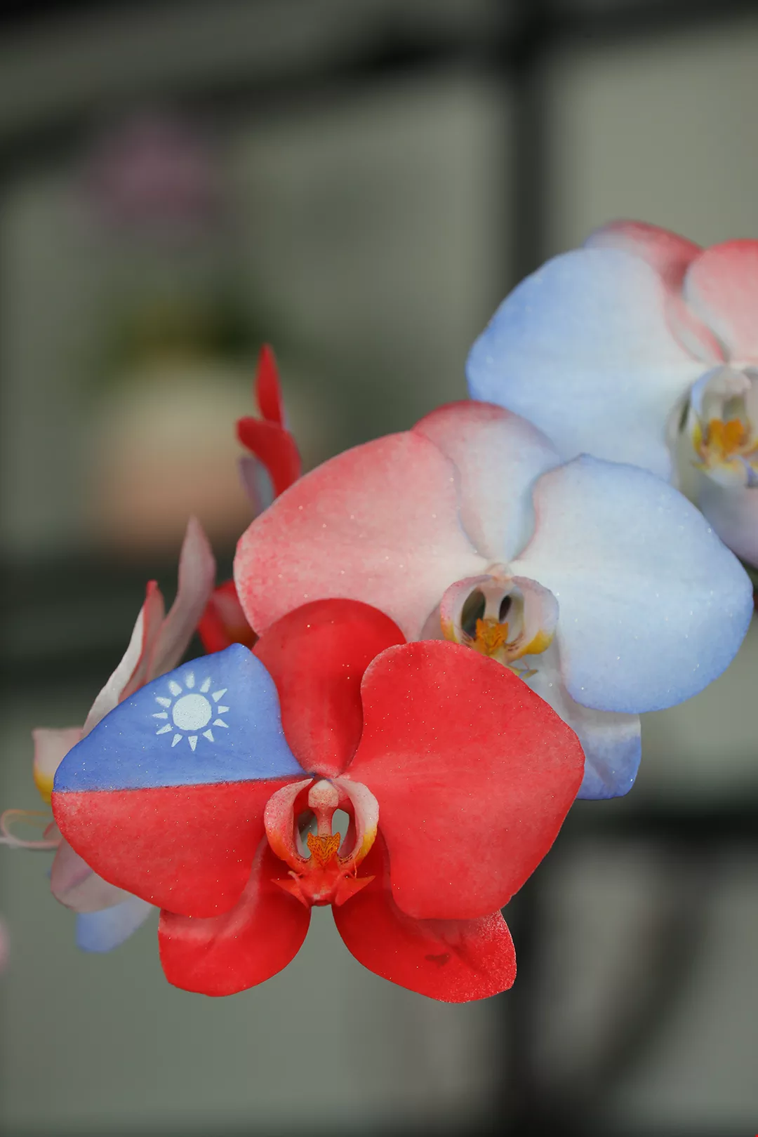 開花終年 花開全世界台灣蝴蝶蘭 台灣光華雜誌