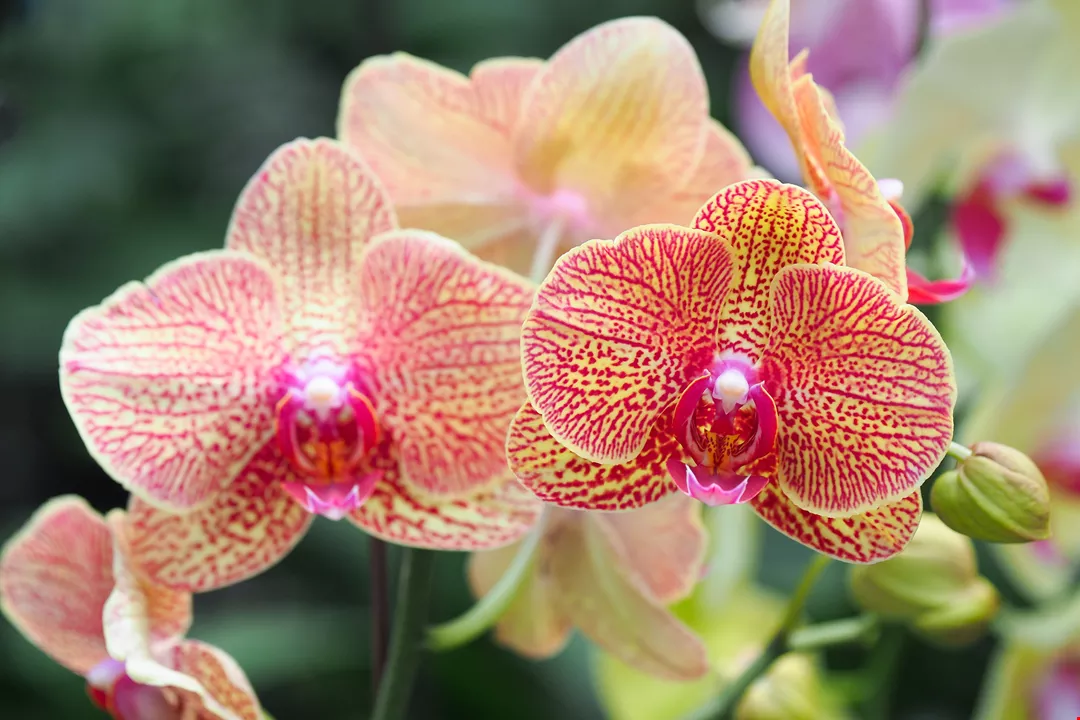 開花終年 花開全世界台灣蝴蝶蘭 台灣光華雜誌