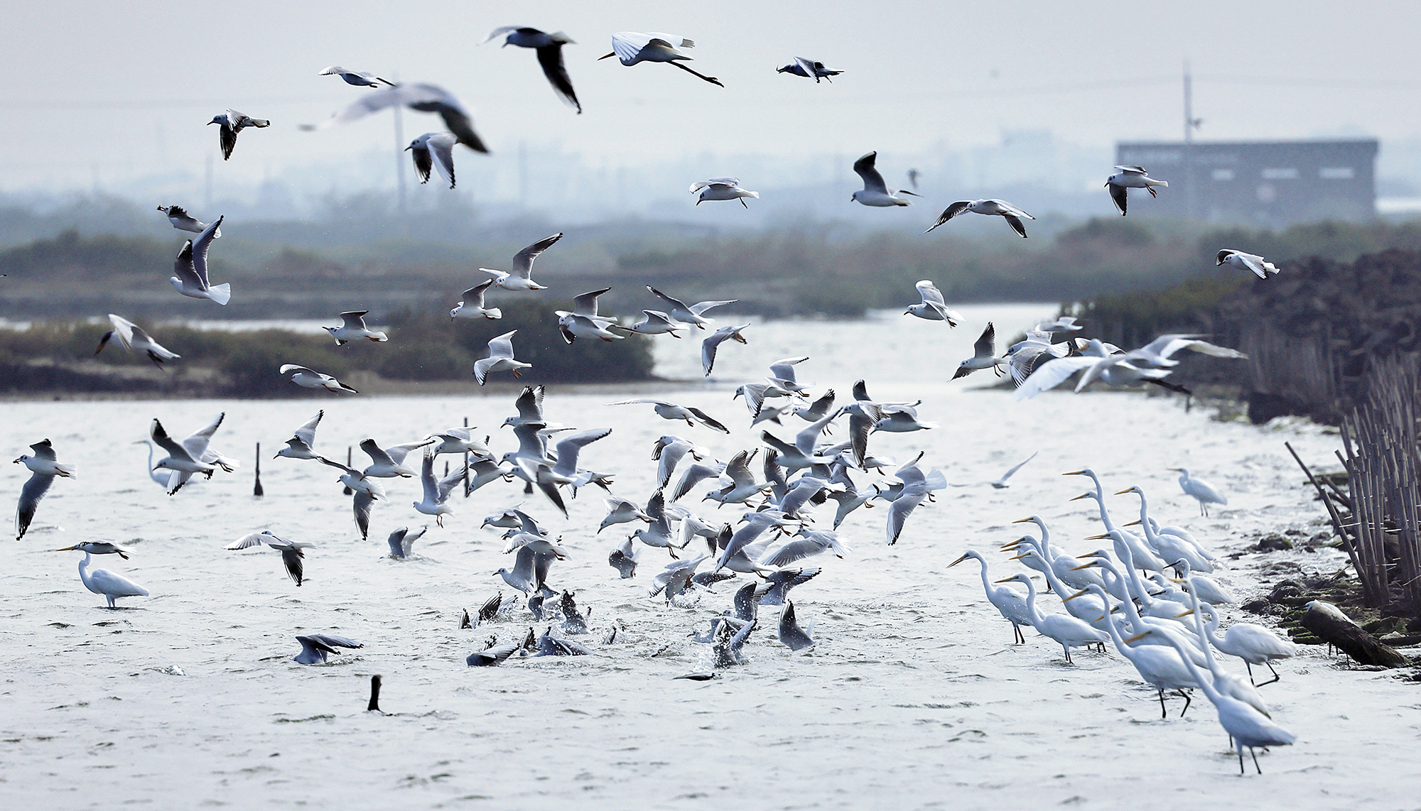 「牠」的守護者   