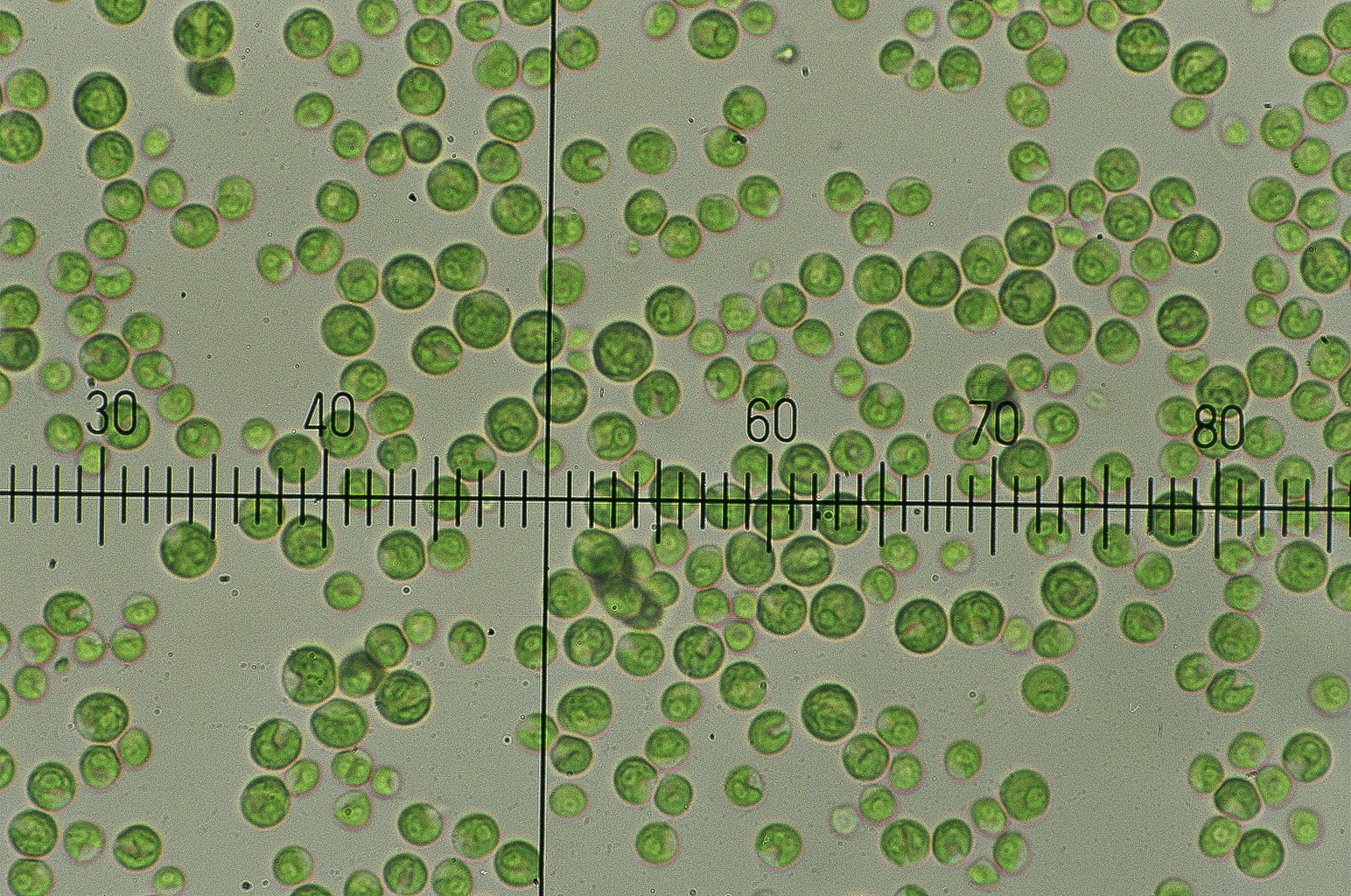 New Roles for an Ancient Microplant  Taiwan Grows Chlorella for the World  - Taiwan Panorama