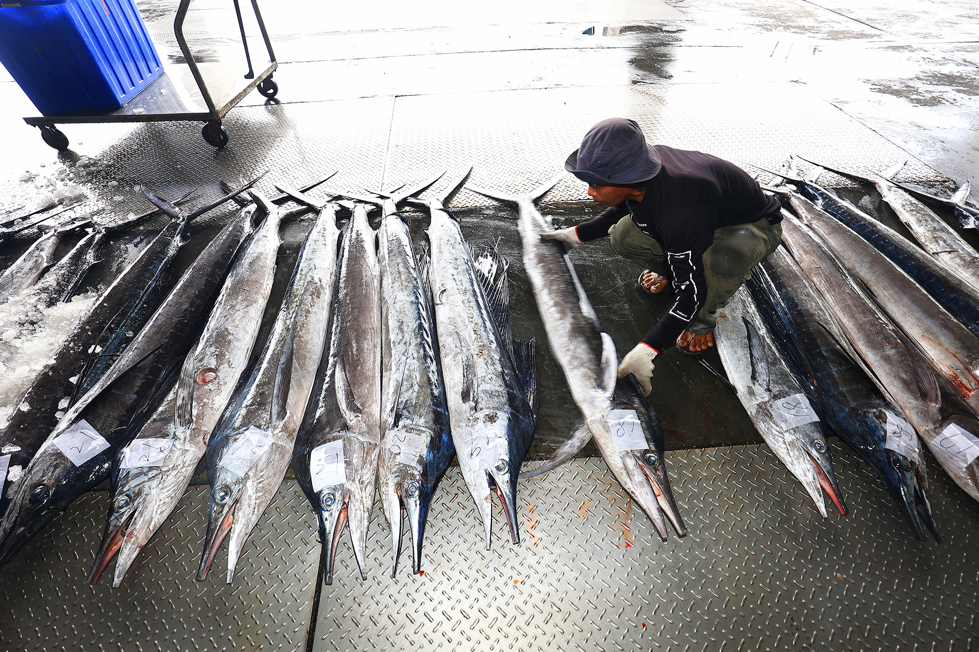 伝統漁法でカジキを追う カジキのある食卓 - Taiwan Panorama
