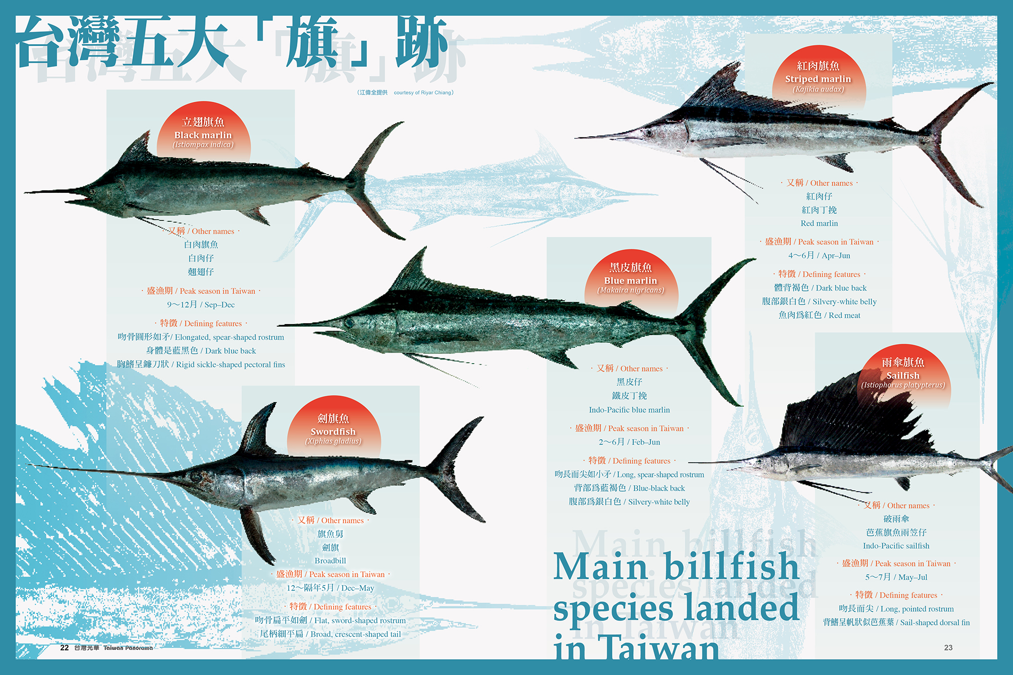 伝統漁法でカジキを追う カジキのある食卓 - Taiwan Panorama