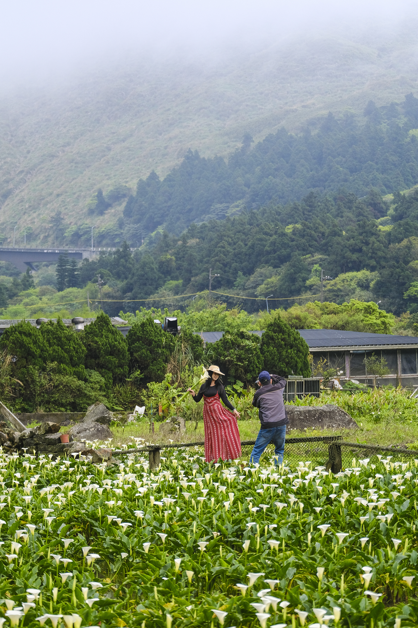 竹子湖不只有「花名」