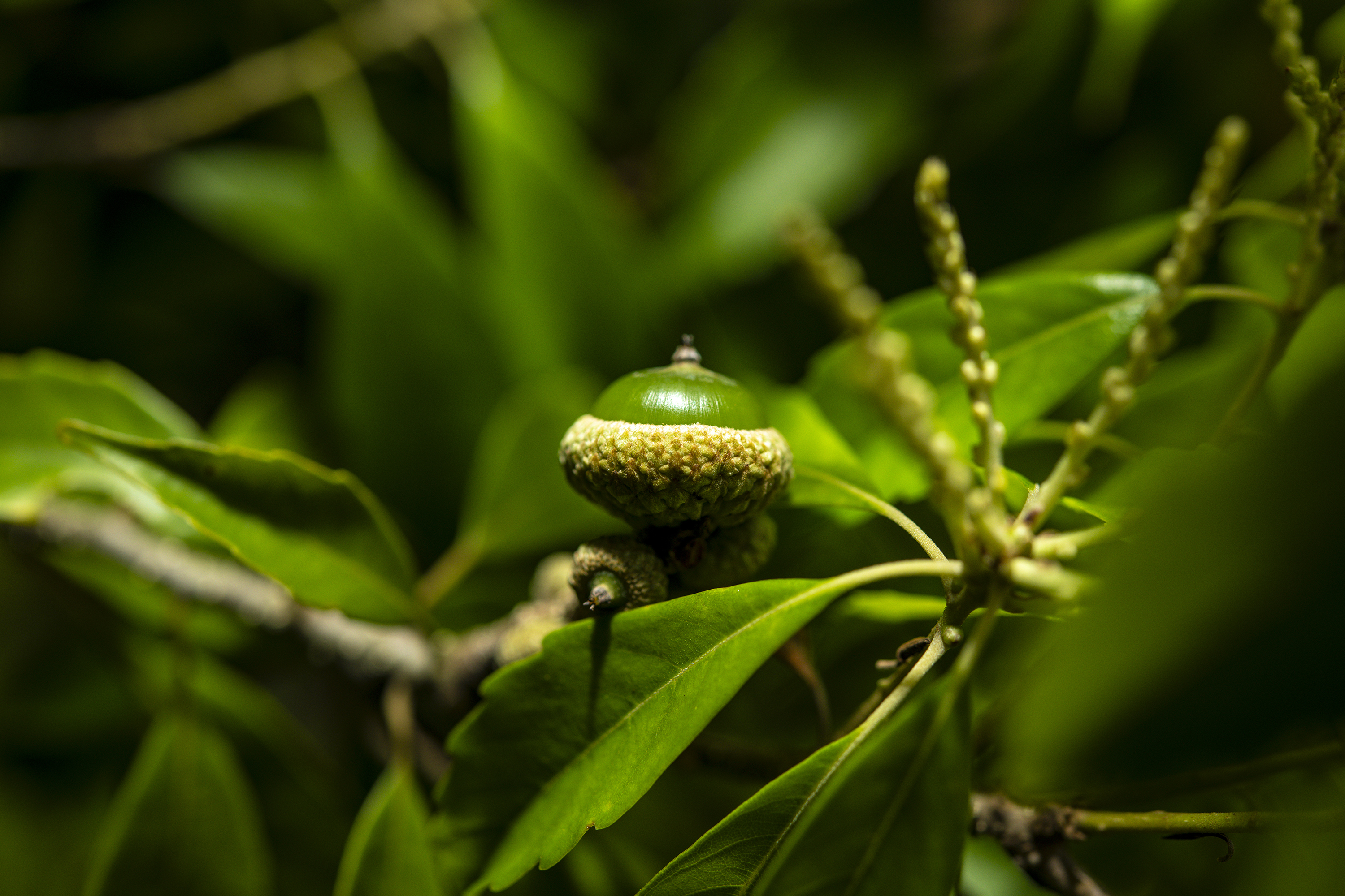 �L���Q�D�����v