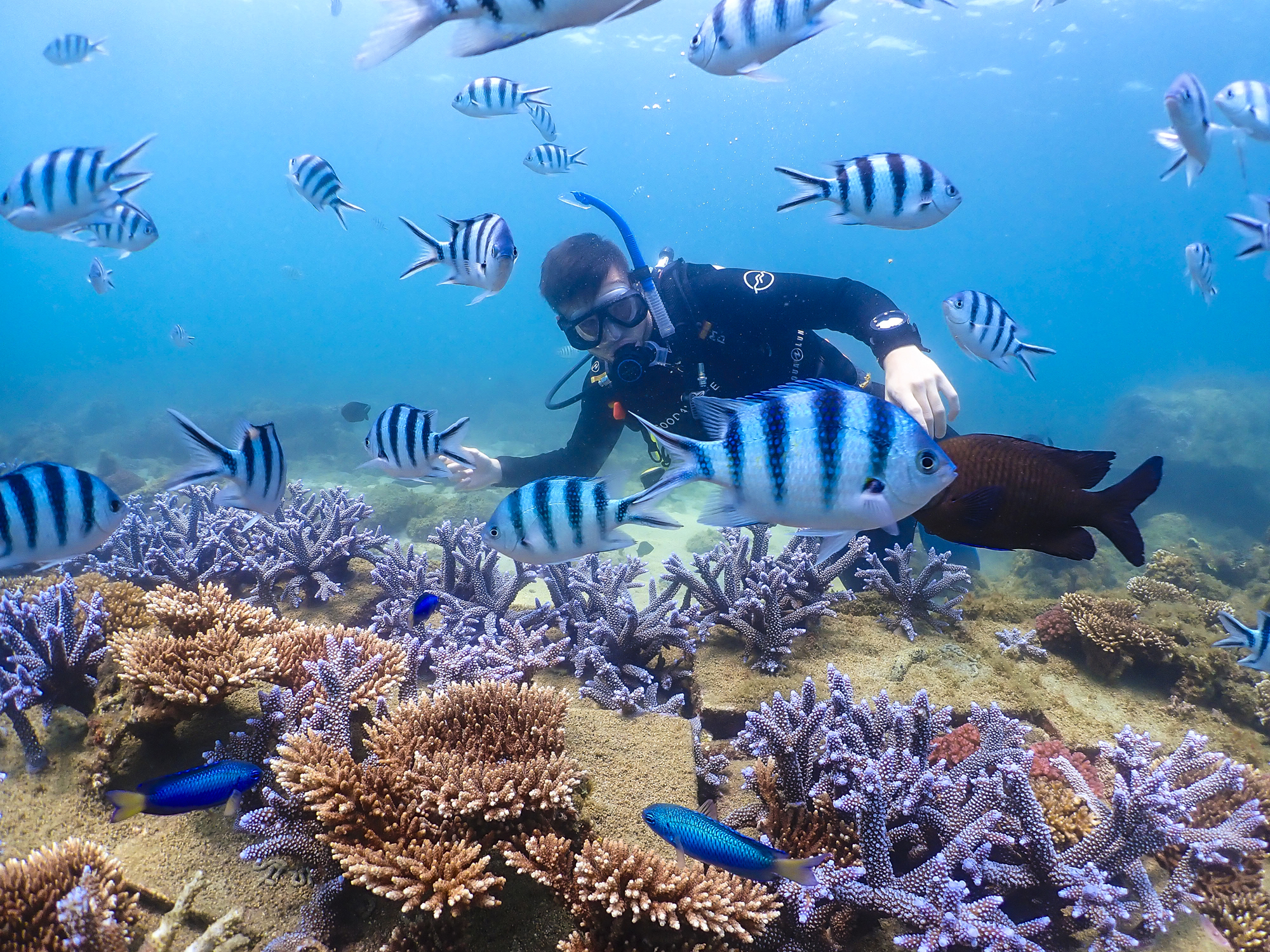 Love between Forest and Sea: Planting Trees for Fish and Coral - Taiwan  Panorama