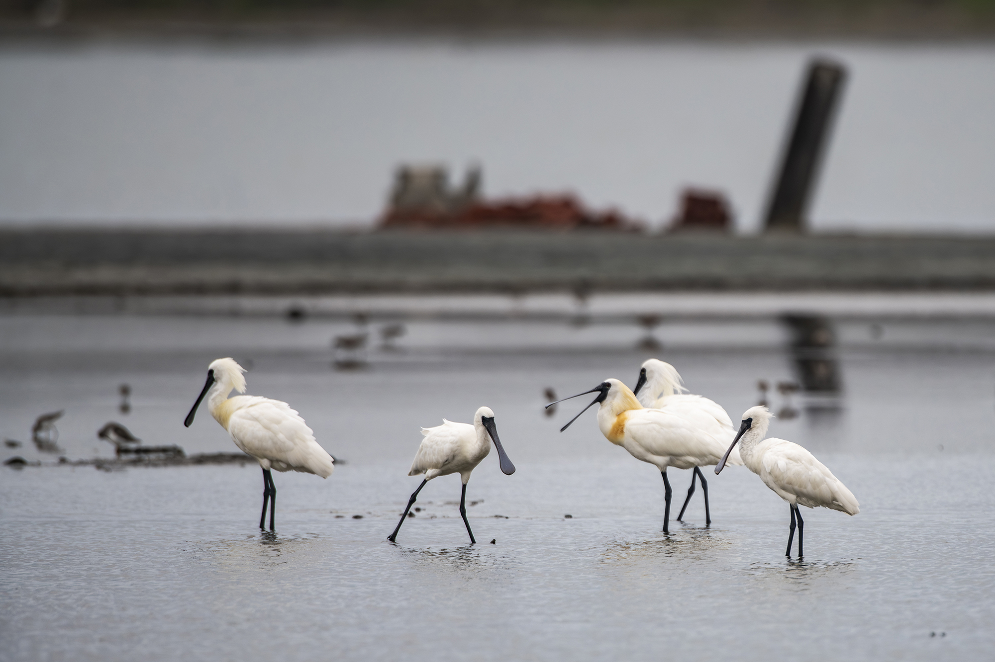 告別的一眼，黑面琵鷺北返    